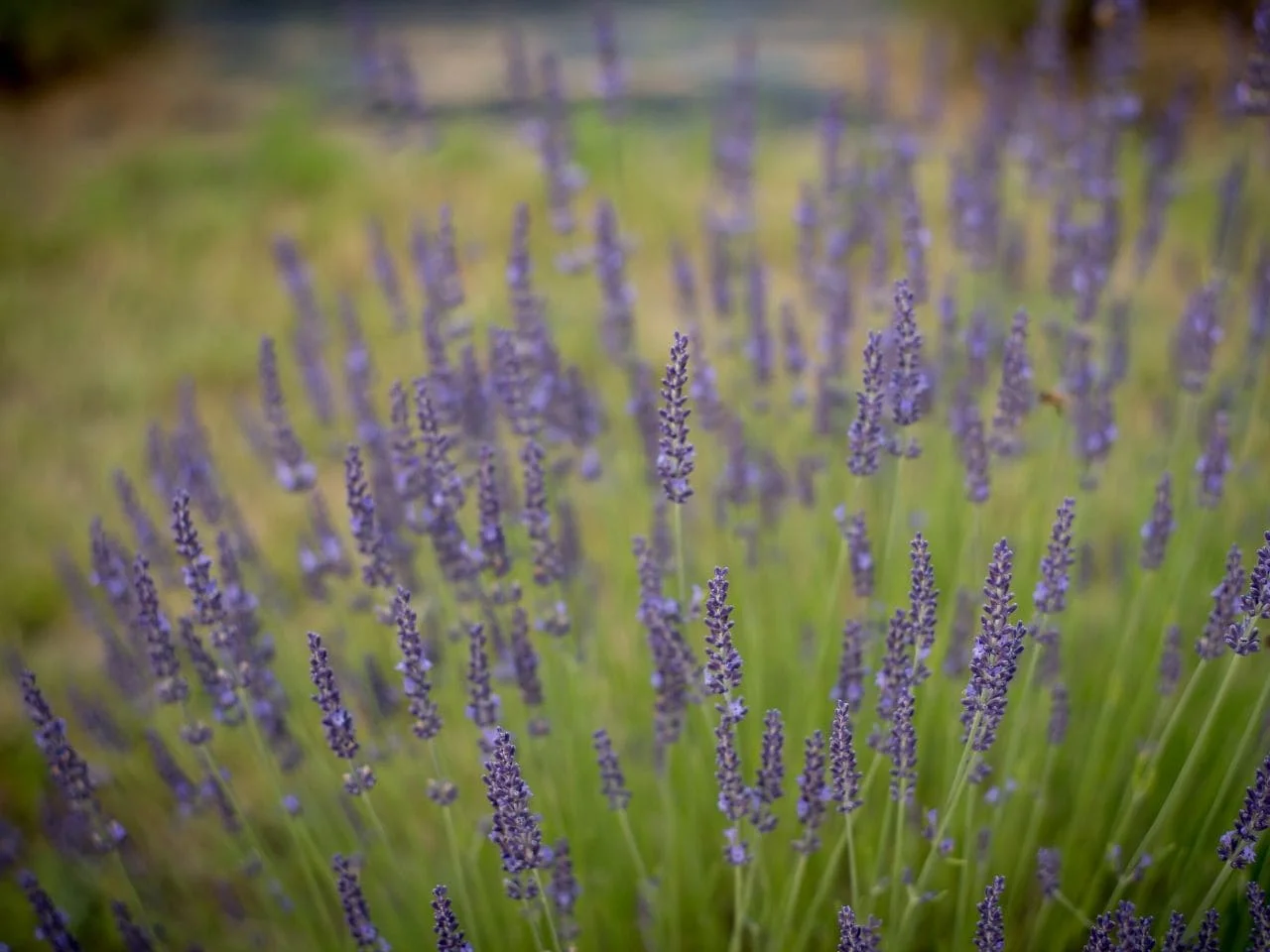 Lavender Field