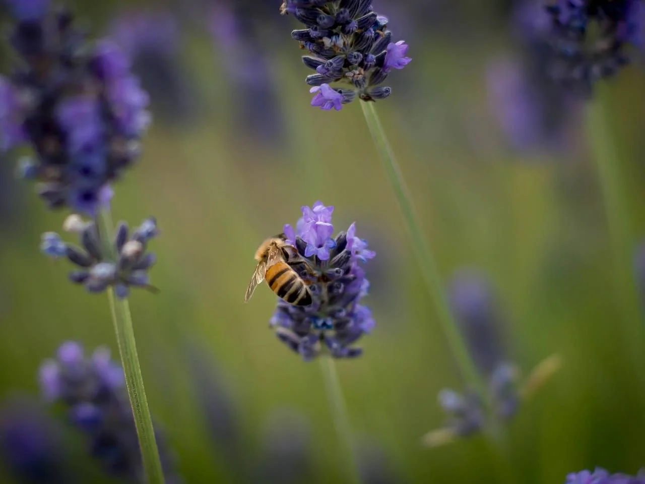 bee on lavender